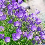 Como Cultivar Bellflower Serbio