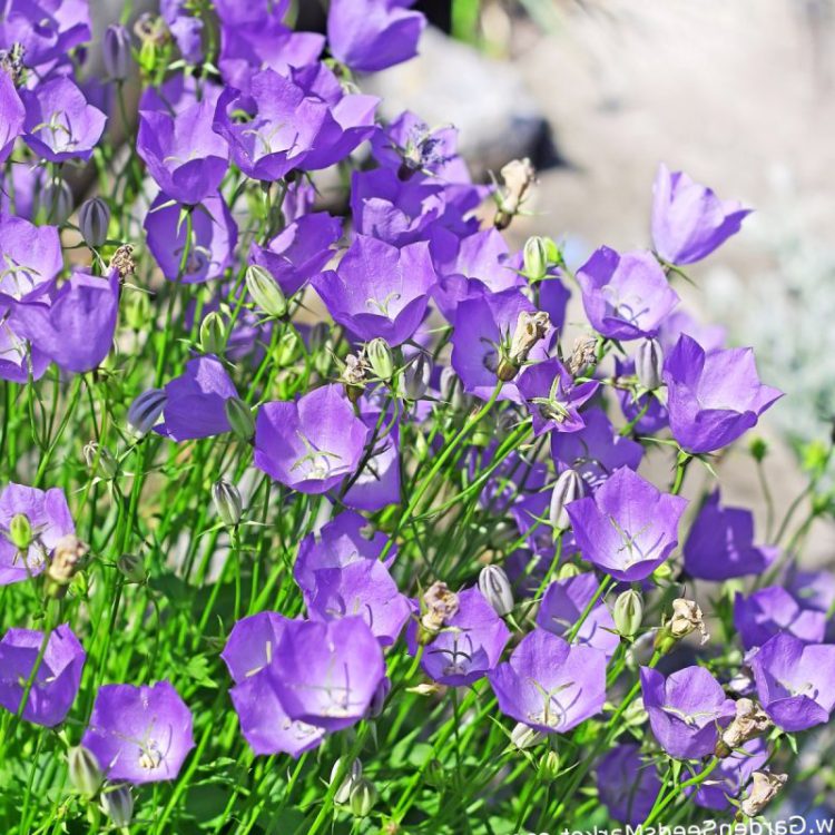 Como Cultivar Bellflower Serbio