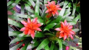 Como Cultivar Bromelias