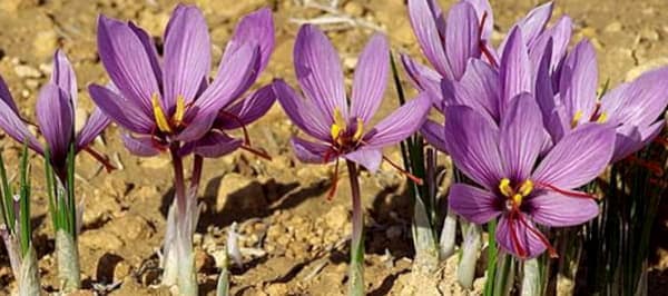 Como Cultivar Bulbos De Flores De Azafran
