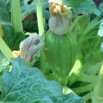 Como Cultivar Calabazas