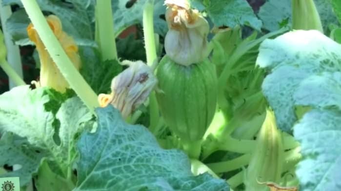 Como Cultivar Calabazas