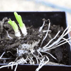 Como Cultivar Cebollas