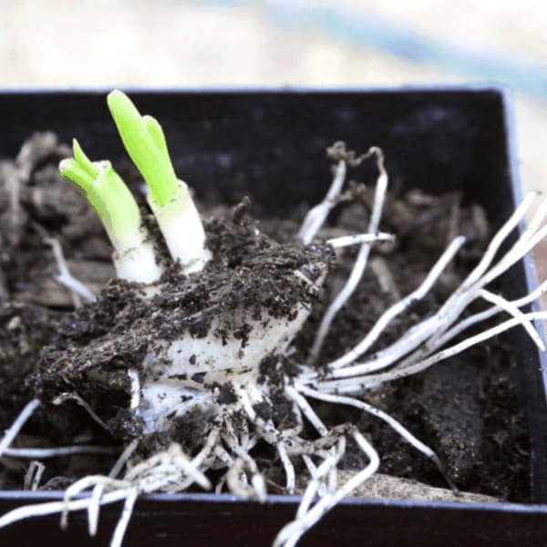 Como Cultivar Cebollas