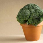 Como Cultivar Coliflor
