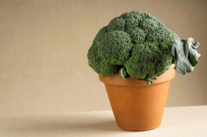 Como Cultivar Coliflor
