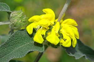 Como Cultivar El Sabio De Jerusalen Phlomis