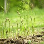 Como Cultivar Esparragos