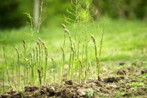 Como Cultivar Esparragos