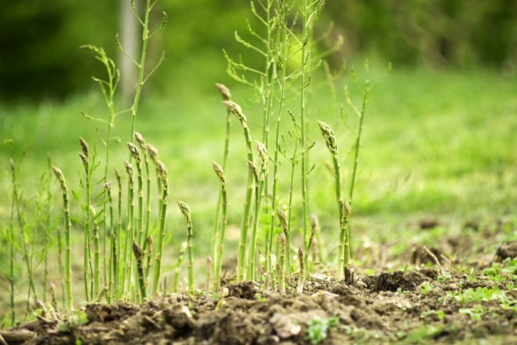 Como Cultivar Esparragos