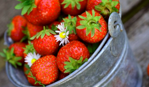 Como Cultivar Fresas En Un Recipiente