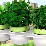 Como Cultivar Hierbas