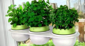 Como Cultivar Hierbas