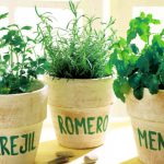 Como Cultivar Hierbas En Interiores