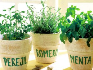 Como Cultivar Hierbas En Interiores