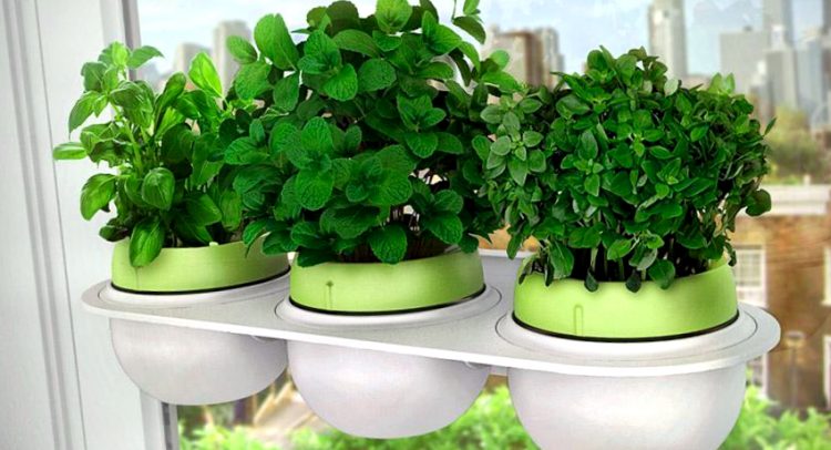 Como Cultivar Hierbas