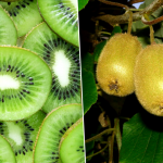 Como Cultivar Kiwis 2