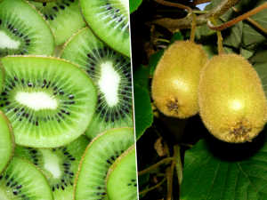 Como Cultivar Kiwis 2
