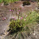 Como Cultivar Orquideas En Roca Esponjosa O Perlita