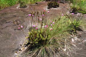 Como Cultivar Orquideas En Roca Esponjosa O Perlita