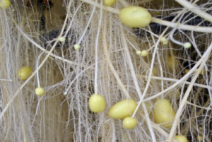 Como Cultivar Patatas