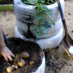 Como Cultivar Patatas En Neumaticos 2