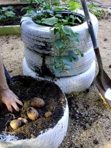 Como Cultivar Patatas En Neumaticos 2