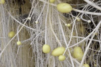 Como Cultivar Patatas