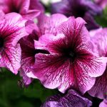 Como Cultivar Petunias 1