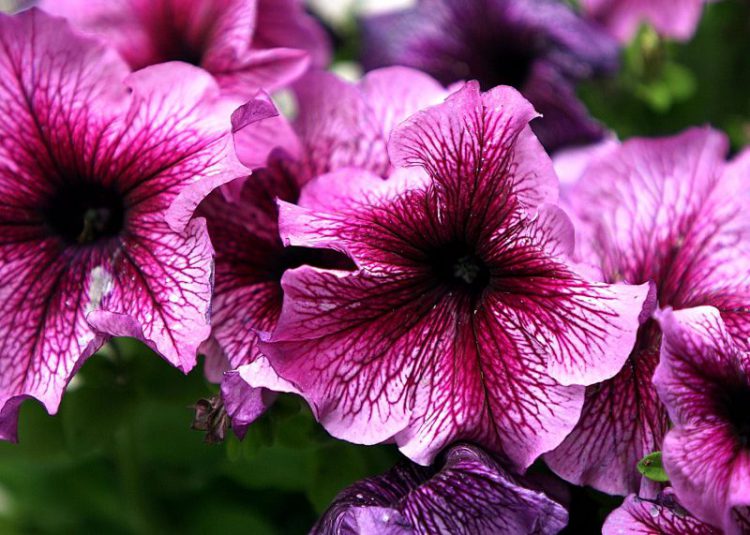 Como Cultivar Petunias 1