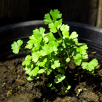 Como Cultivar Romero A Partir De Semillas
