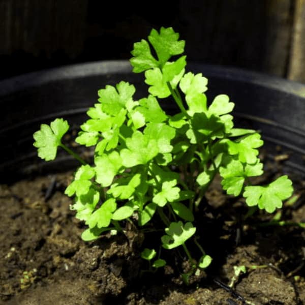 Como Cultivar Romero A Partir De Semillas
