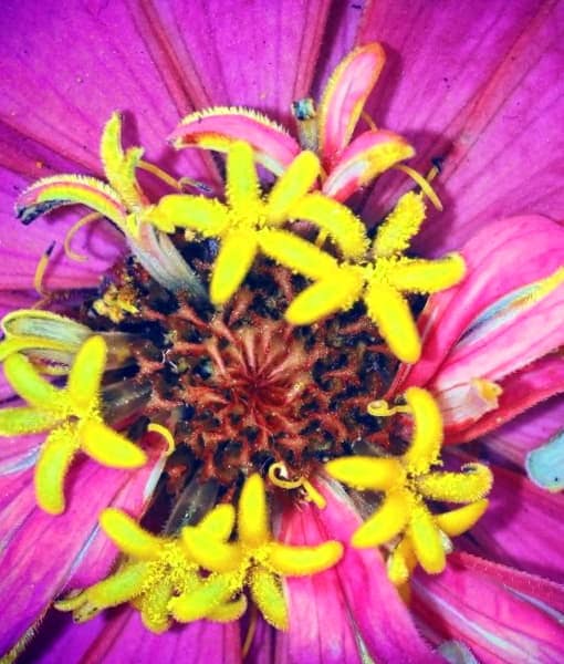 Como Cultivar Rosas Libres De Enfermedades