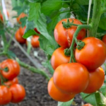 Como Cultivar Tomates 1