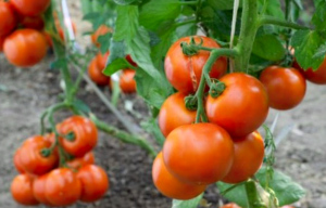 Como Cultivar Tomates 1