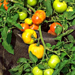 Como Cultivar Tomates De Bistec