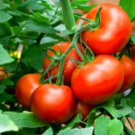 Como Cultivar Tomates Organicos En Contenedores
