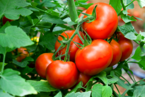 Como Cultivar Tomates Organicos En Contenedores