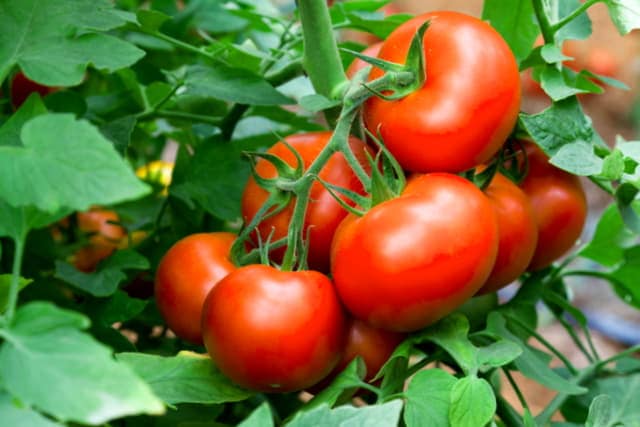 Como Cultivar Tomates Organicos En Contenedores