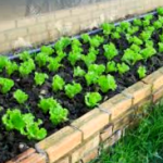 Como Cultivar Un Huerto Teniendo En Cuenta La Vida Silvestre