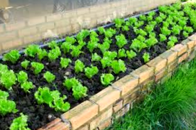 Como Cultivar Un Huerto Teniendo En Cuenta La Vida Silvestre