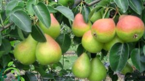Como Cultivar Un Peral 2