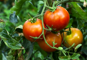 Como Cultivar Una Planta De Tomate