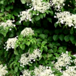 Como Cultivar Una Vid De Hortensia Trepadora