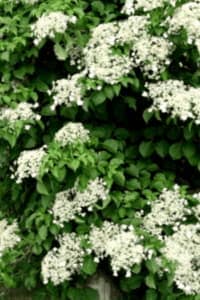 Como Cultivar Una Vid De Hortensia Trepadora