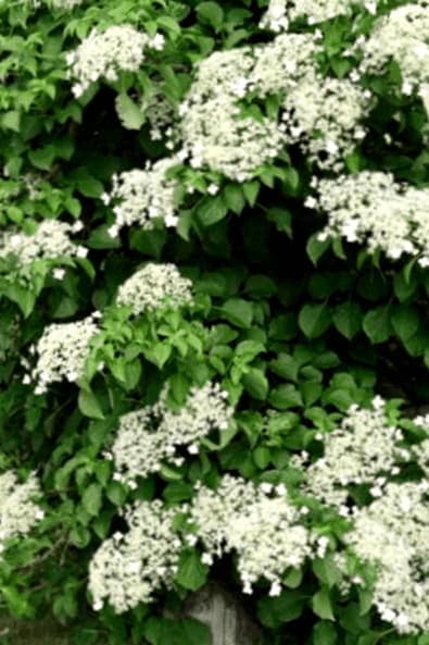 Como Cultivar Una Vid De Hortensia Trepadora