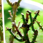 Como Cultivar Y Podar Rosas