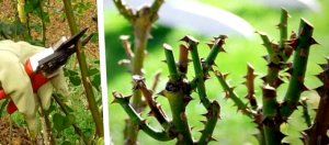 Como Cultivar Y Podar Rosas