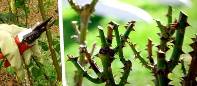 Como Cultivar Y Podar Rosas
