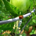 Como Deshacerse De Las Mariquitas